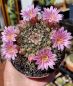 Preview: Mammillaria melanocentra (Euthele)